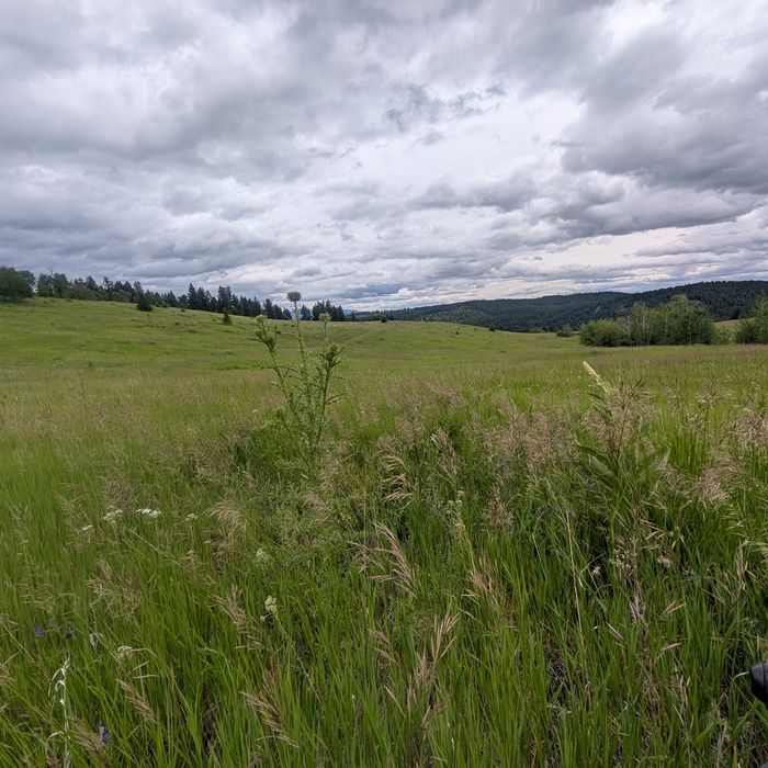 Habitat shot