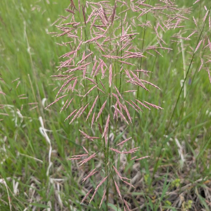 Grass with open pinkish-purple panicle