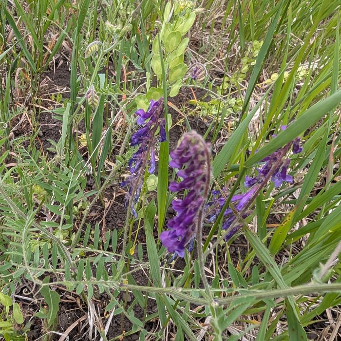 Tufted vetch