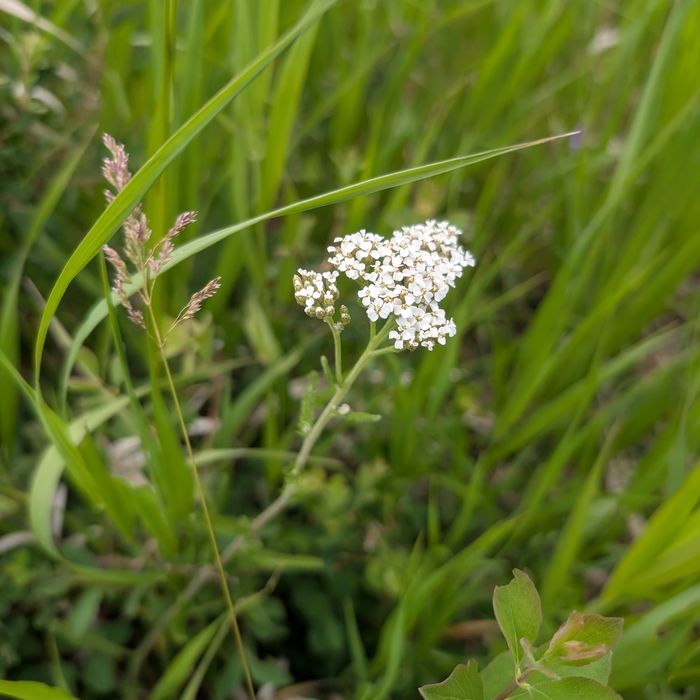 Common yarrow