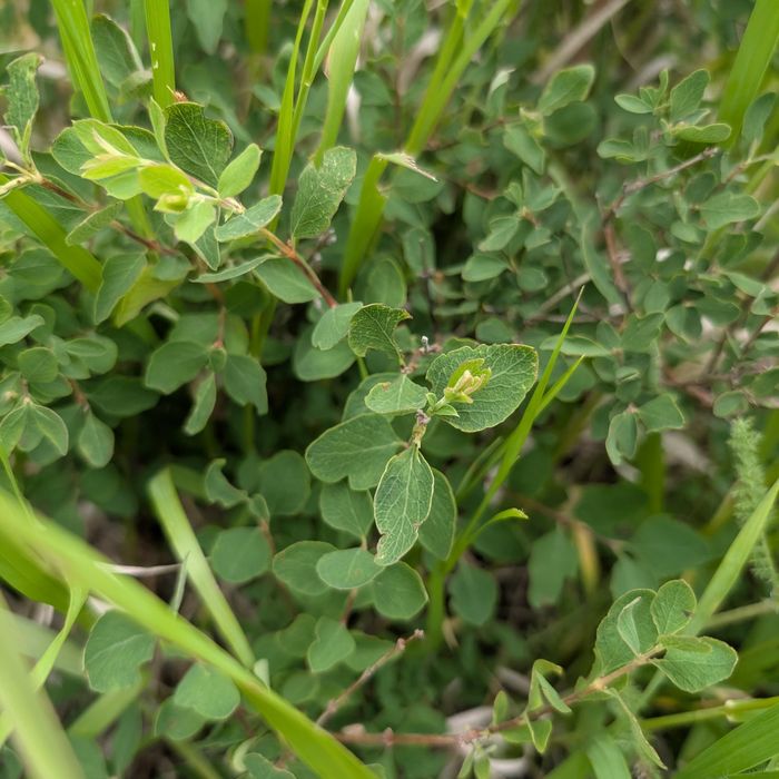 Snowberry