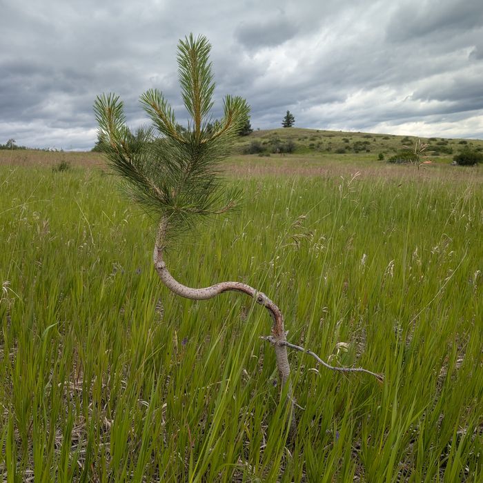 Ponderosa pine sapling