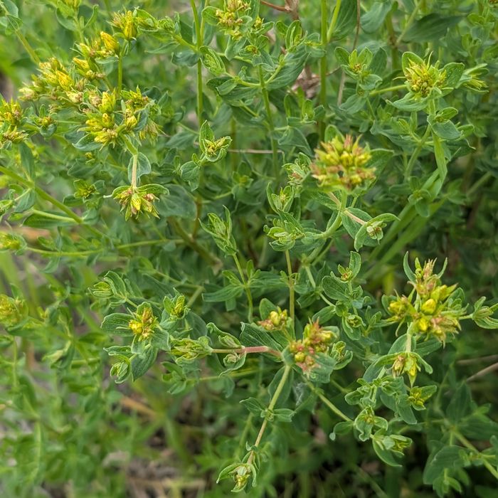Common St. John's wort