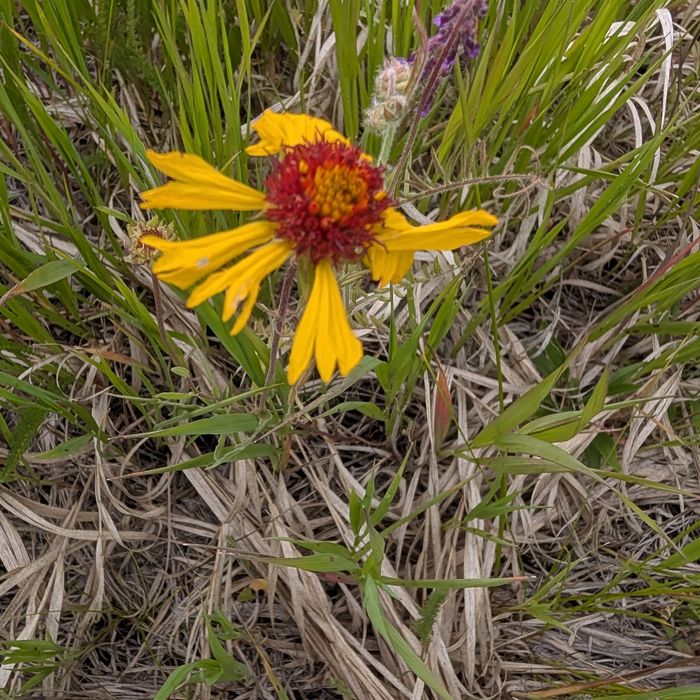 Blanket flower