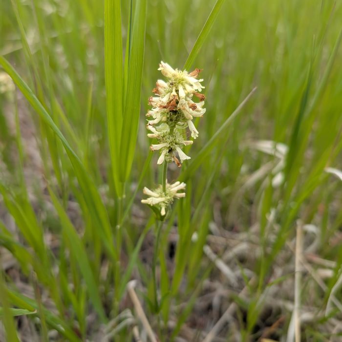 milkvetch