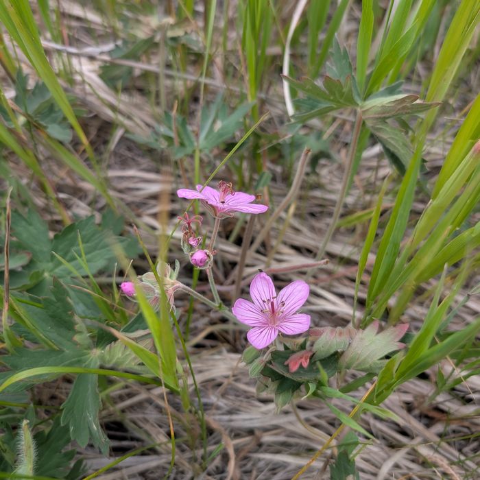 Sticky geranium