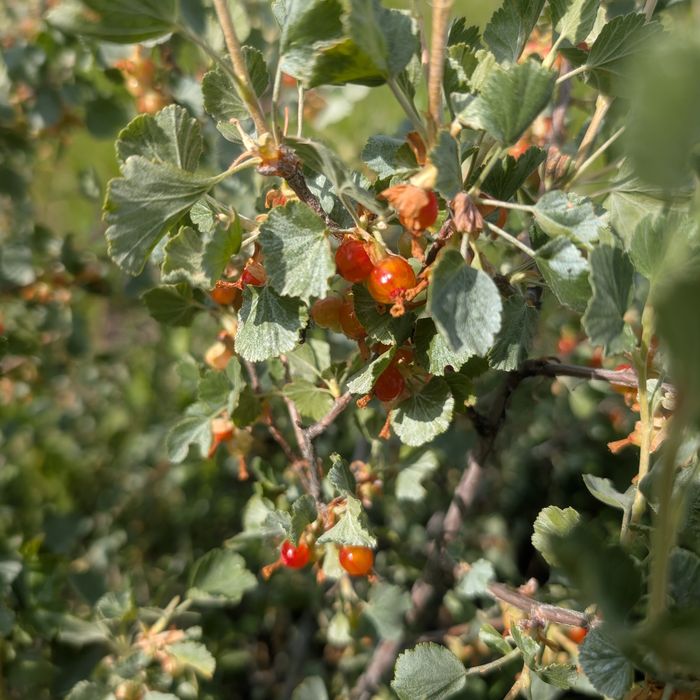 Wax currant