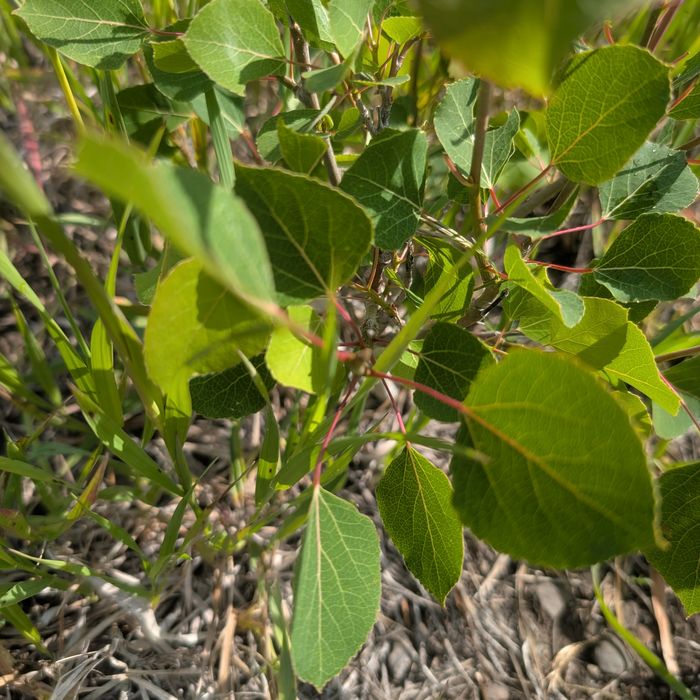Quaking aspen sapling