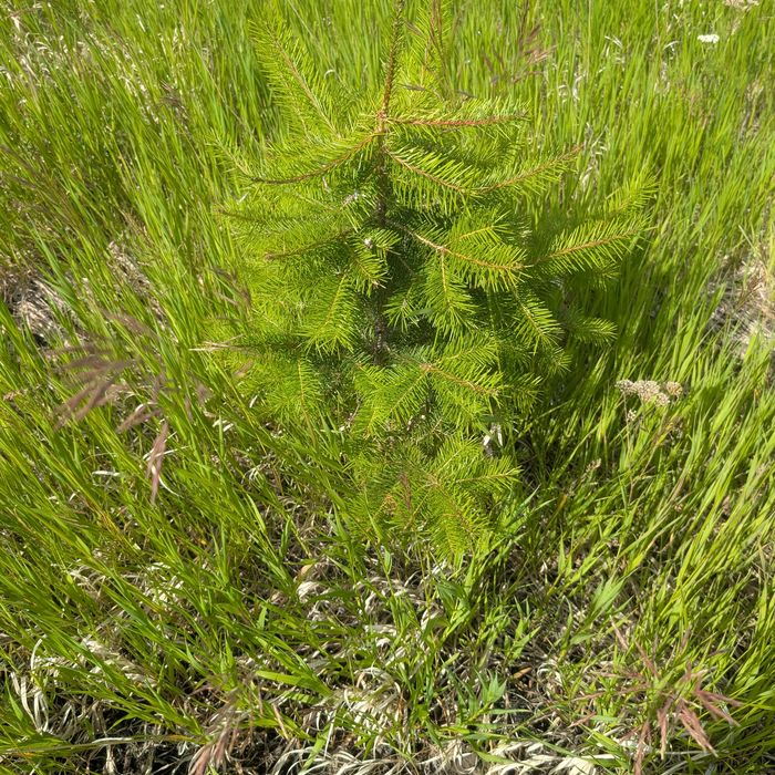Douglas fir sapling