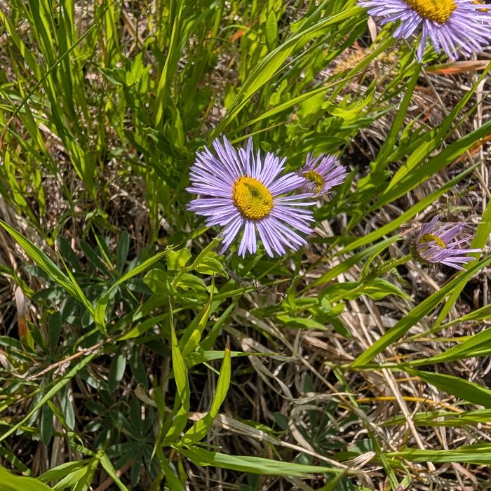 Showy fleabane