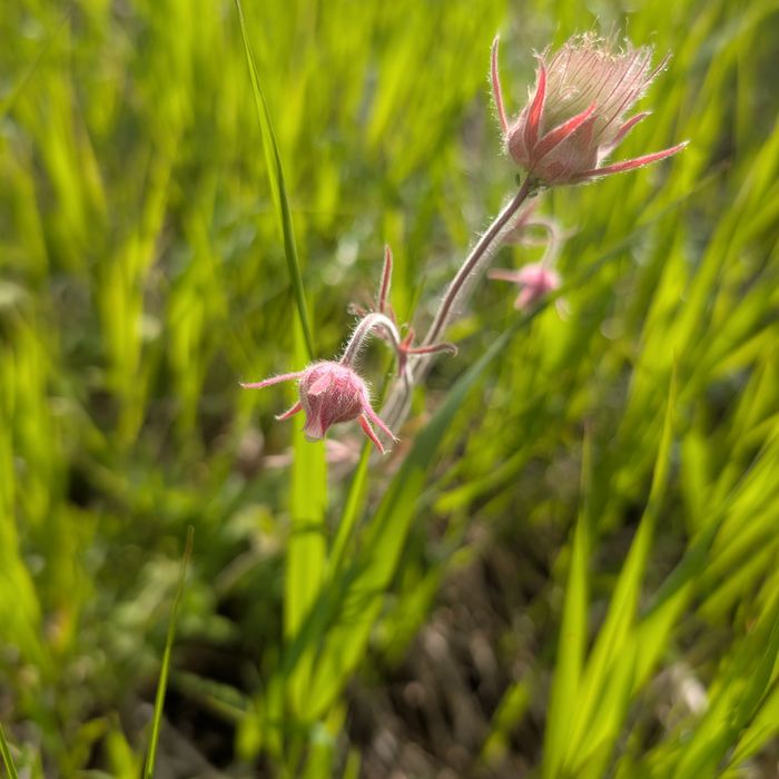 Prairie smoke / old man's whiskers