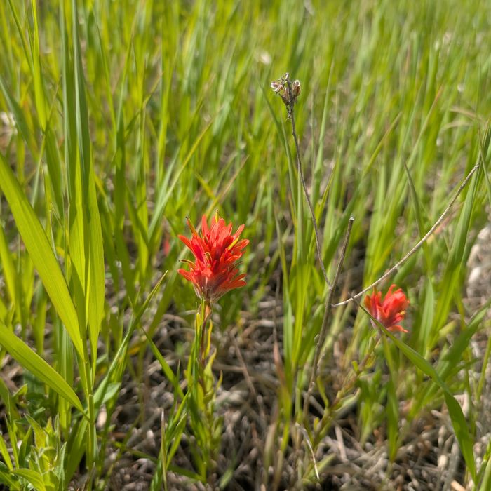 Indian paintbrush