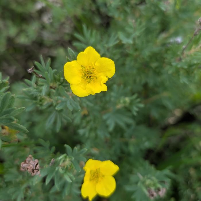 Shrubby cinquefoil
